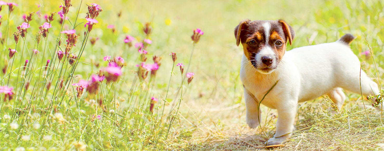 Dog Names Ending In A Consonant And Vowel Popular Male